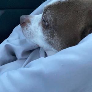 Meet your Posher, Dave